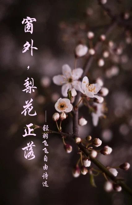 Pear Blossoms: The Selected Works Of Qing Yu Fei Fei'S Poems (Chinese Edition)