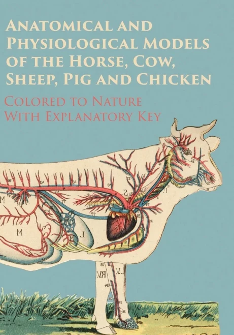 Anatomical And Physiological Models Of The Horse, Cow, Sheep, Pig And Chicken - Colored To Nature - With Explanatory Key