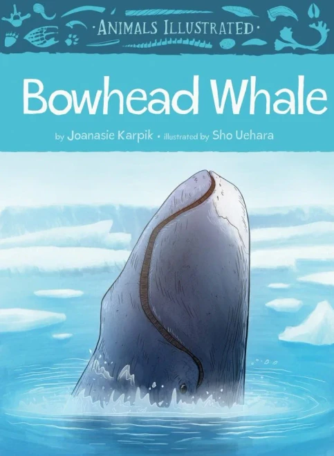 Animals Illustrated: Bowhead Whale (Animals Illustrated, 5)