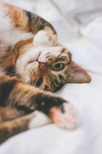 Meow
