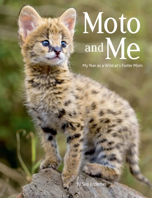 Moto And Me : My Year As A Wildcat'S Foster Mom