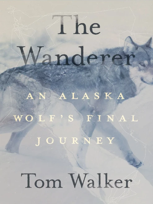 The Wanderer: An Alaska WolfS Final Journey