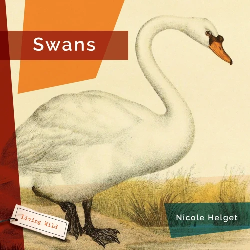 Swans (Living Wild)