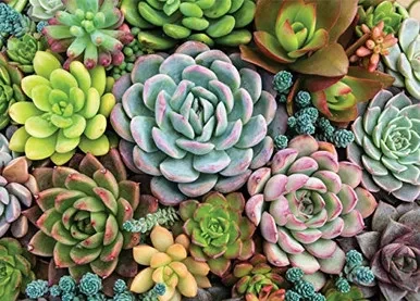 Succulent Garden 1000 Piece Jigsaw Puzzle