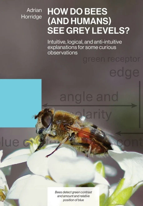 How Do Bees (And Humans) See Grey Levels?: Intuitive, Logical, And Anti-Intuitive Explanations For Some Curious Observations