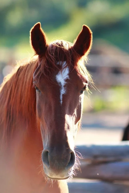 Kid'S Equine Photography Book - 9780368007859
