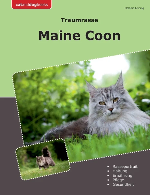 Traumrasse Maine Coon