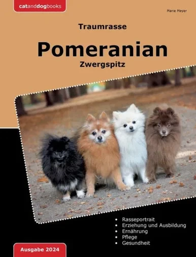 Traumrasse Pomeranian : Zwergspitz
