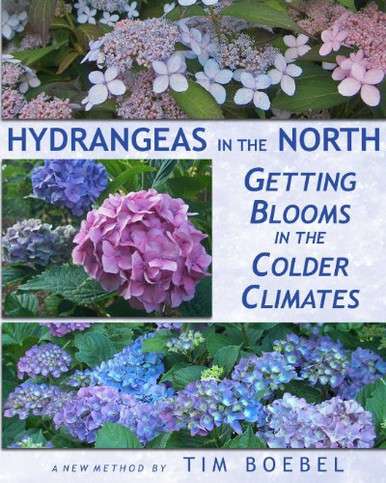 Hydrangeas In The North: Getting Blooms In The Colder Climates
