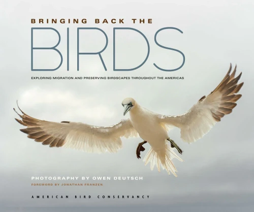 Bringing Back the Birds: Exploring Migration and Preserving Birdscapes Throughout the Americas