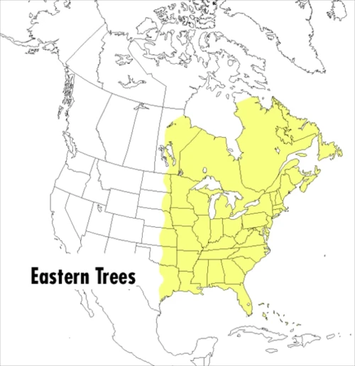 A Peterson Field Guide To Eastern Trees: Eastern United States And Canada, Including The Midwest (Peterson Field Guides)