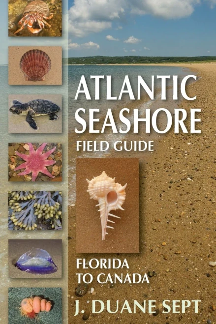 Atlantic Seashore Field Guide: Florida To Canada