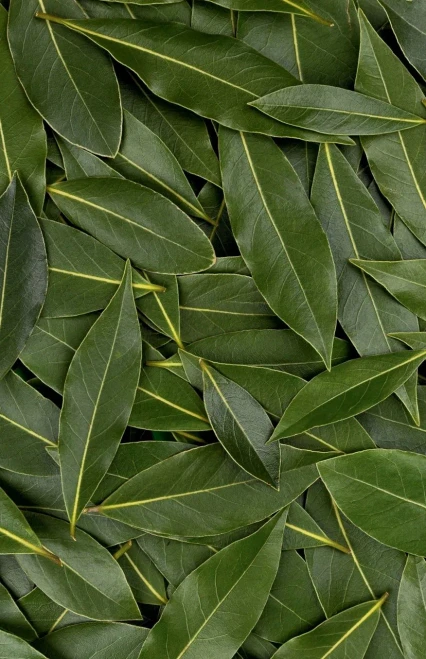 Bay Leaf Journal