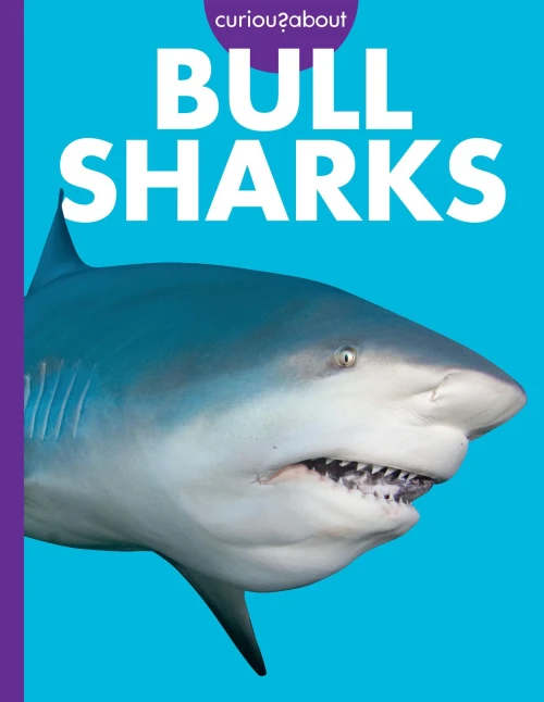 Curious about Bull Sharks