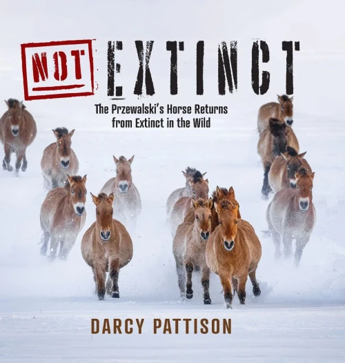 NOT Extinct: The Przewalski's Horse Returns from Extinct in the Wild - (Hardback or Cased Book)