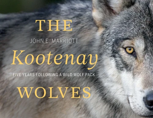 The Kootenay Wolves: Five Years Following A Wild Wolf Pack