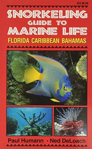 Snorkeling Guide To Marine Life Florida, Caribbean, Bahamas