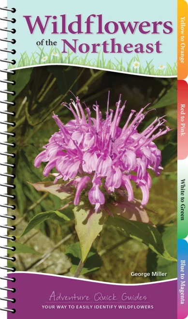 Wildflowers of the Northeast: Your Way to Easily Identify Wildflowers (Adventure Quick Guides)