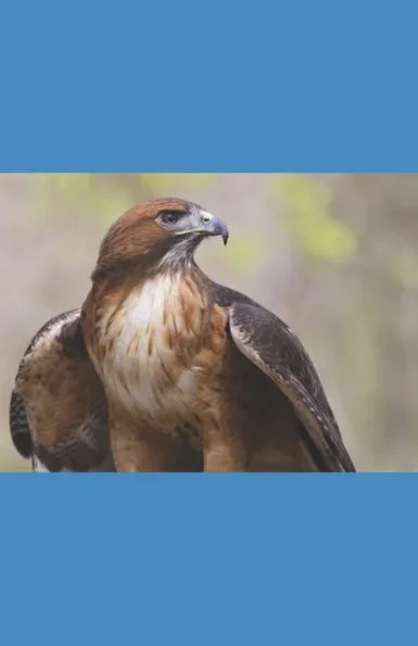 A Hawk's Journey
