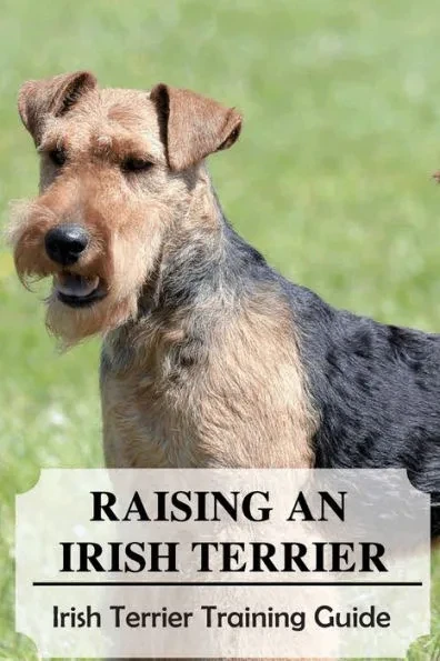Raising An Irish Terrier: Irish Terrier Training Guide: Best Ways To Exercise Your Irish Terrier?