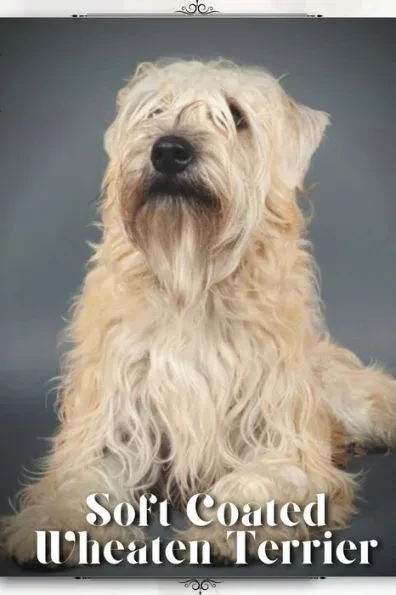Soft Coated Wheaten Terrier: Dog breed overview and guide
