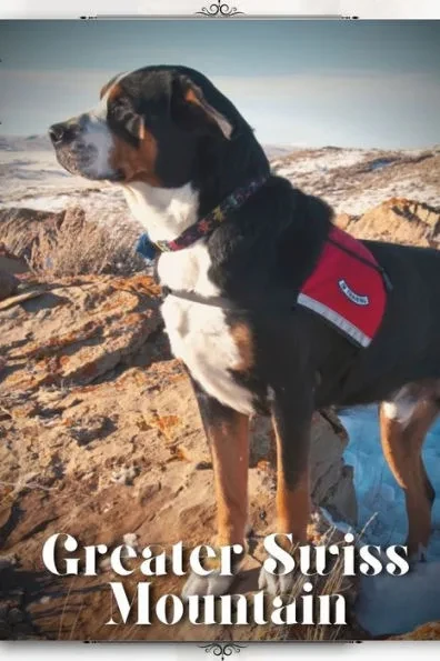 Greater Swiss Mountain: Dog breed overview and guide