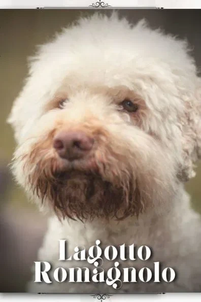 Lagotto Romagnolo: Dog breed overview and guide