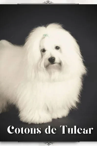 Cotons de Tulear: Dog breed overview and guide