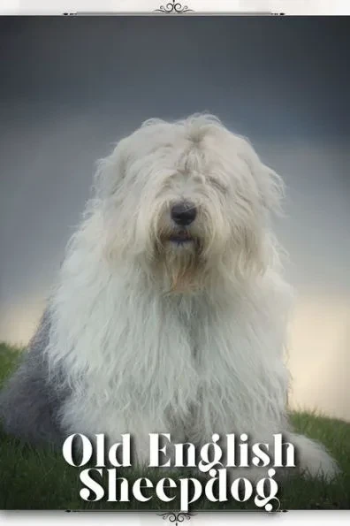 Old English Sheepdog: Dog breed overview and guide