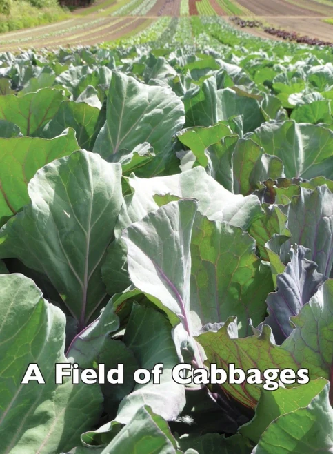 A Field of Cabbages