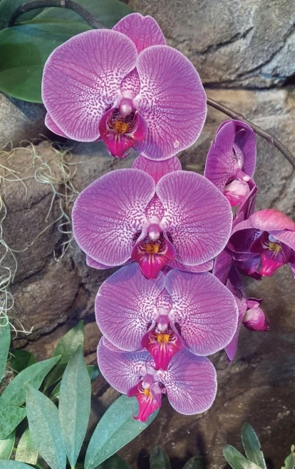 Hot Pink Orchid Journal