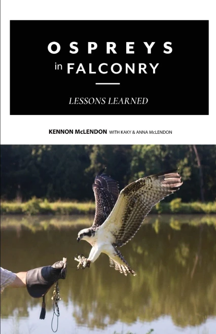 Ospreys in Falconry : Lessons Learned