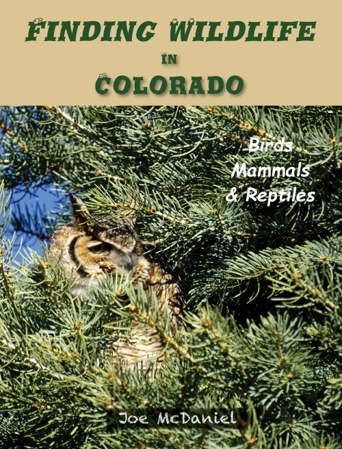 Finding Wildlife In Colorado: Birds, Mammals and Reptiles (Hardback)