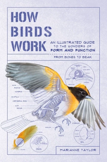 How Birds Work: An Illustrated Guide to the Wonders of Form and Function?from Bones to Beak