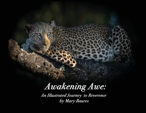 Awakening Awe: An Illustrated Journey to Reverence (Paperback)