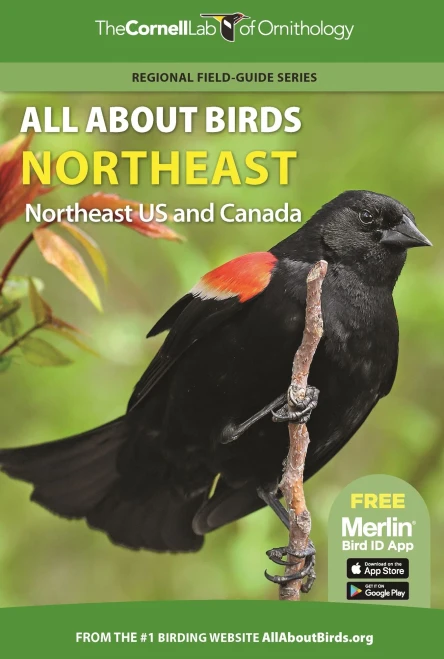 All About Birds Northeast : Northeast Us And Canada