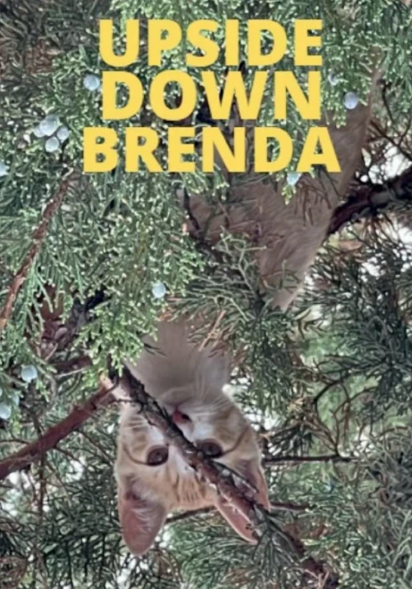 Upside Down Brenda