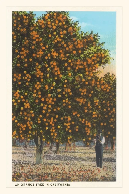 Vintage Journal Orange Grove (Pocket Sized - Found Image Press Journals)