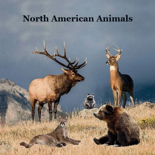 North American Animals : Kids Book With Lifelike Pictures And Cool Fun Facts