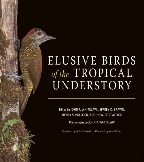 Elusive Birds Of The Tropical Understory