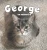 George: Un Mémoire (French Edition)