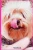 Yorkshire Terrier Notebooks