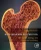Bone Remodeling Process: Mechanics, Biology, And Numerical Modeling