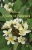 A Scent Of Frangipani