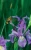 Petite Wild Blue Iris Journal - 9781364011345