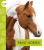 Paint Horses (Spot Horses)