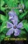 Periwinkle Large Print
