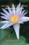 Awakening Suzanne: Opening Gateways