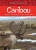 Animals Illustrated: Caribou