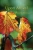 Upon Arrival: Transitions